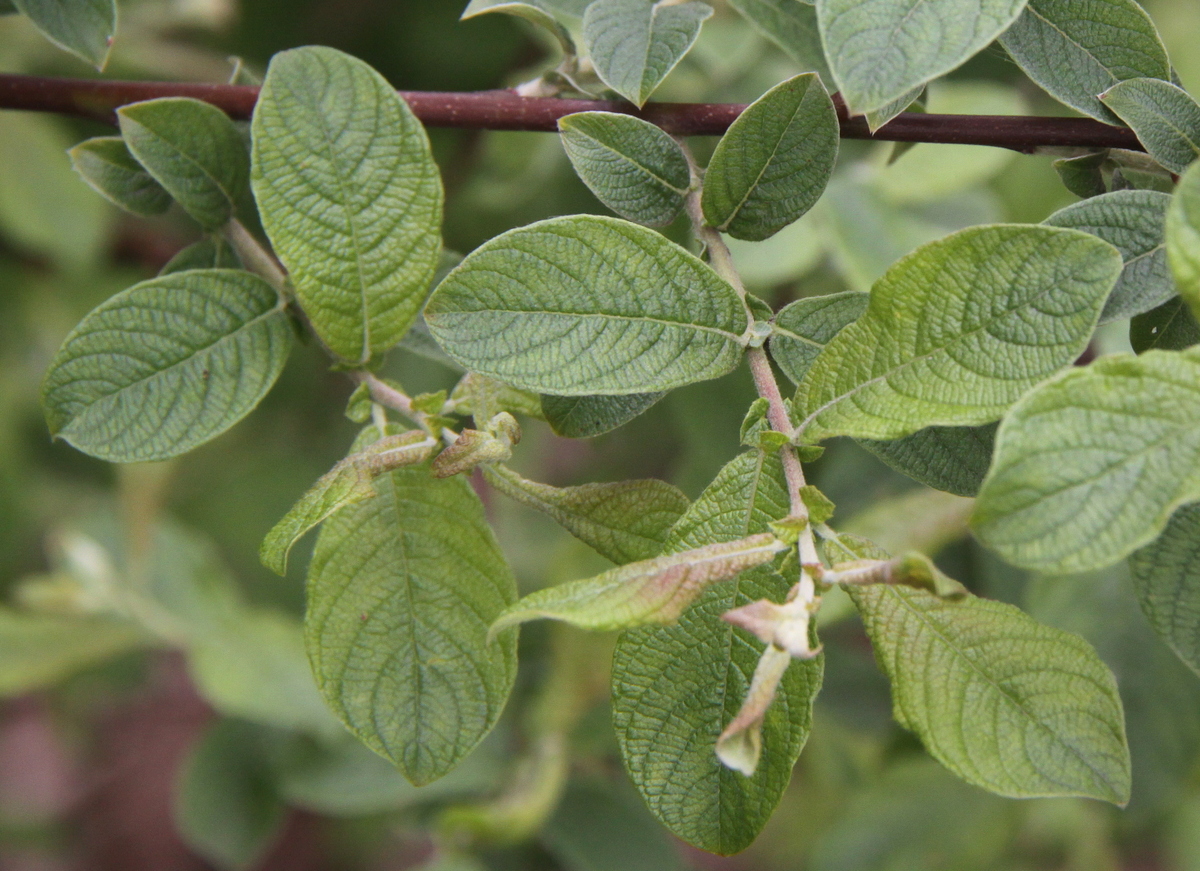 Salix aurita (door Peter Meininger)