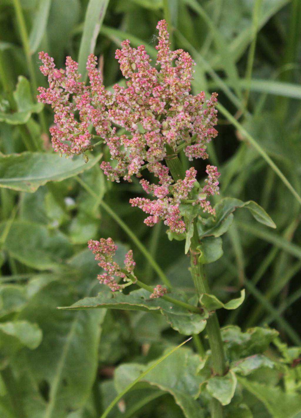 Rumex thyrsiflorus (door Peter Meininger)