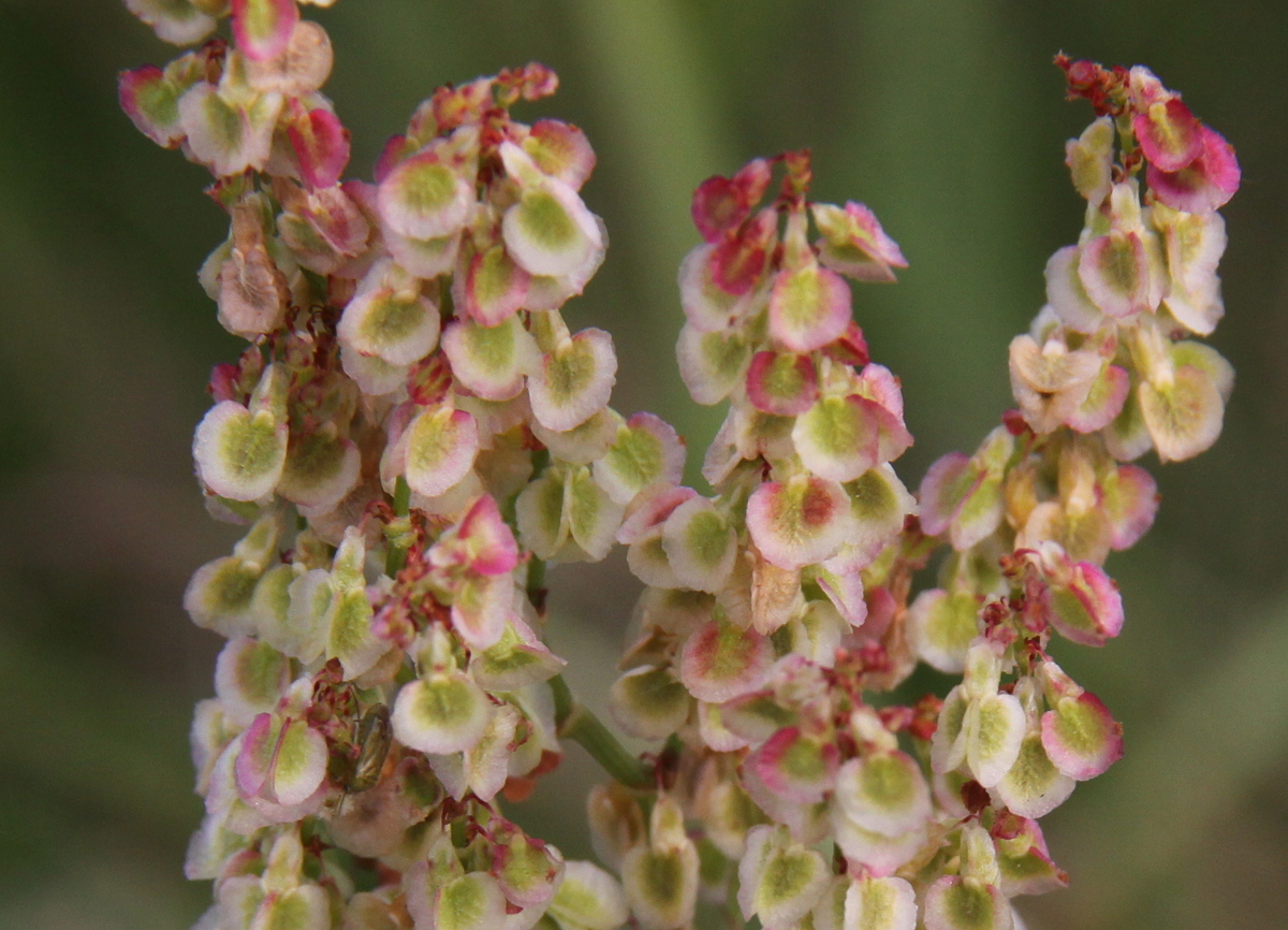 Rumex thyrsiflorus (door Peter Meininger)