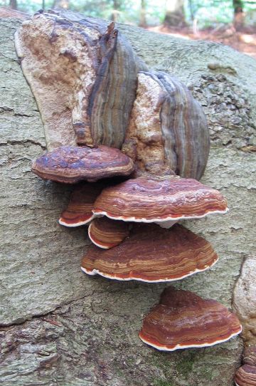 Fomes fomentarius (door Gio van Bernebeek)