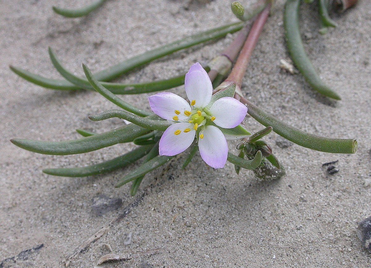 Spergularia media (door Peter Meininger)