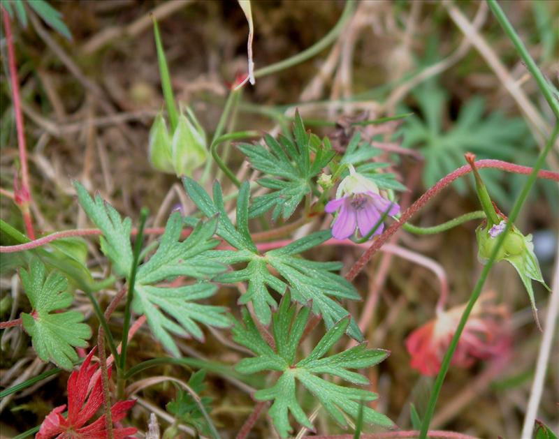 Geranium columbinum (door Adrie van Heerden)