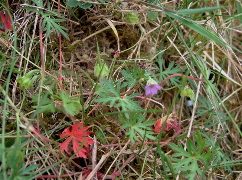 Geranium columbinum (door Adrie van Heerden)