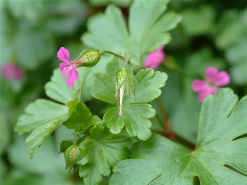 Geranium lucidum (door Adrie van Heerden)