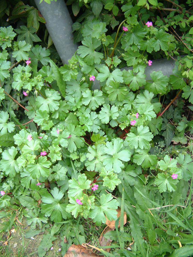 Geranium lucidum (door Adrie van Heerden)