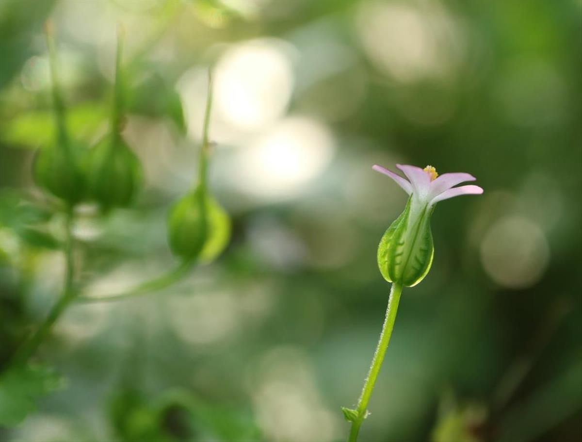 Geranium lucidum (door R. van Leeuwen)