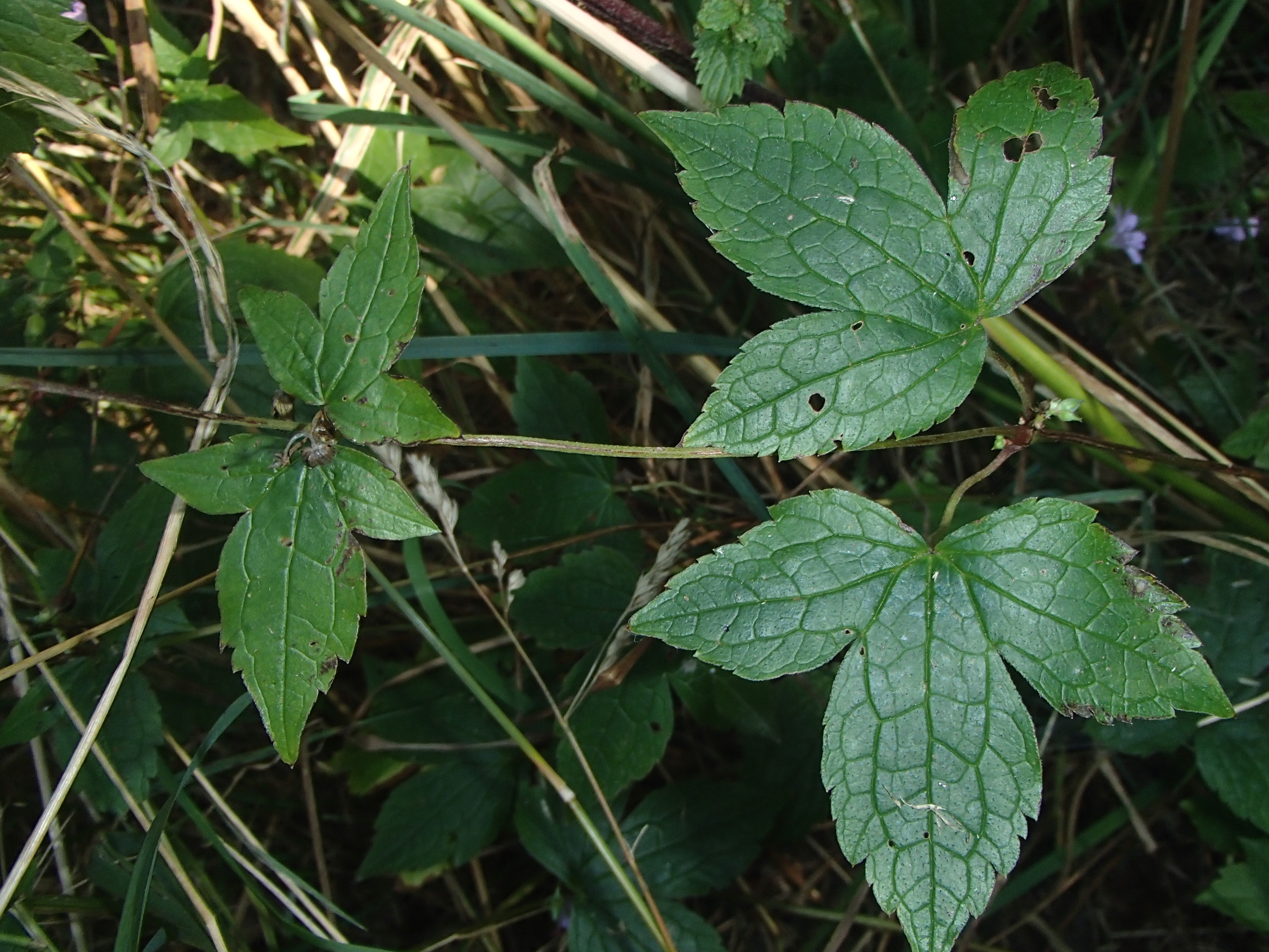 Geranium nodosum (door Harry Holsteijn)