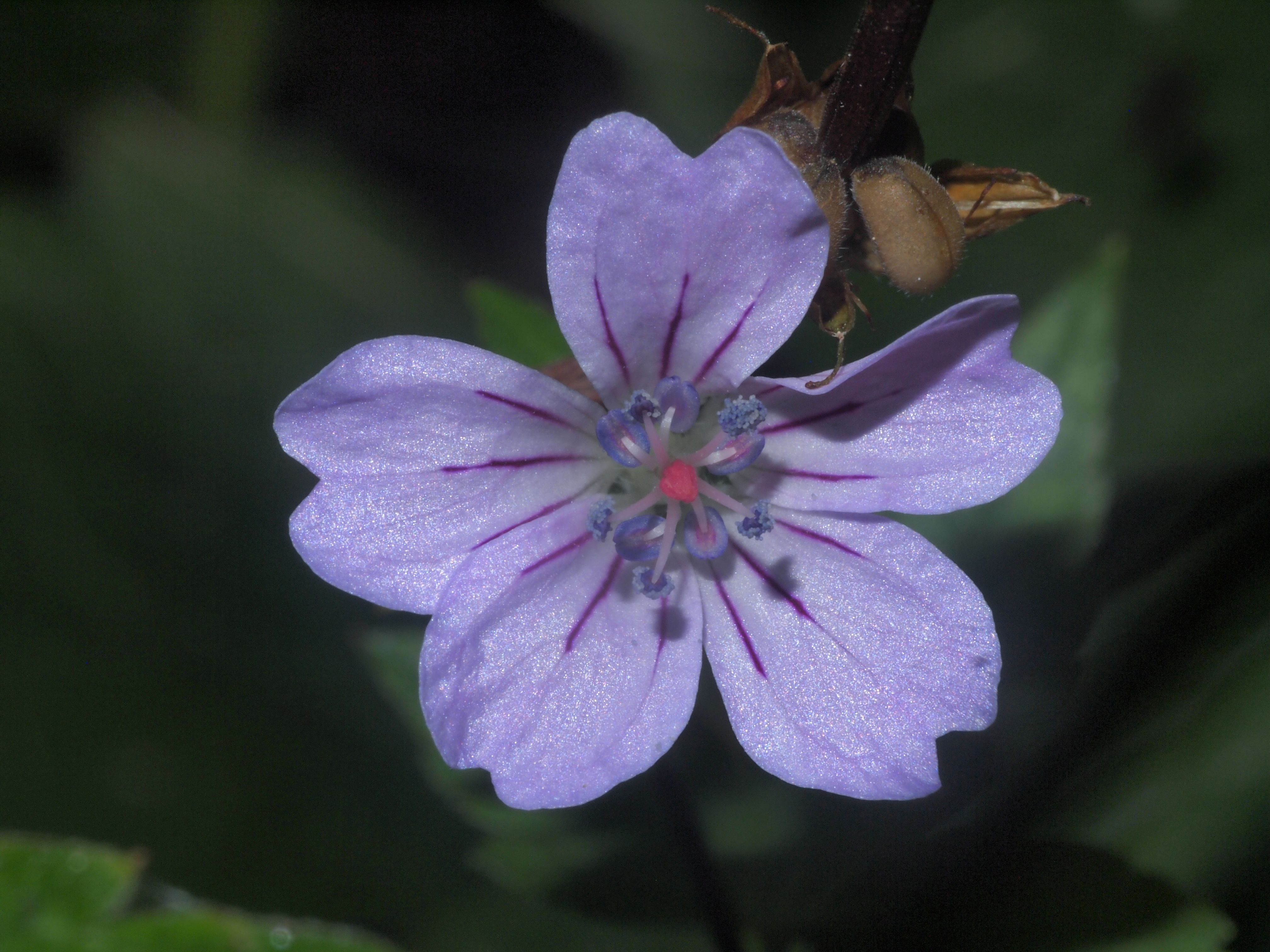 Geranium nodosum (door Harry Holsteijn)