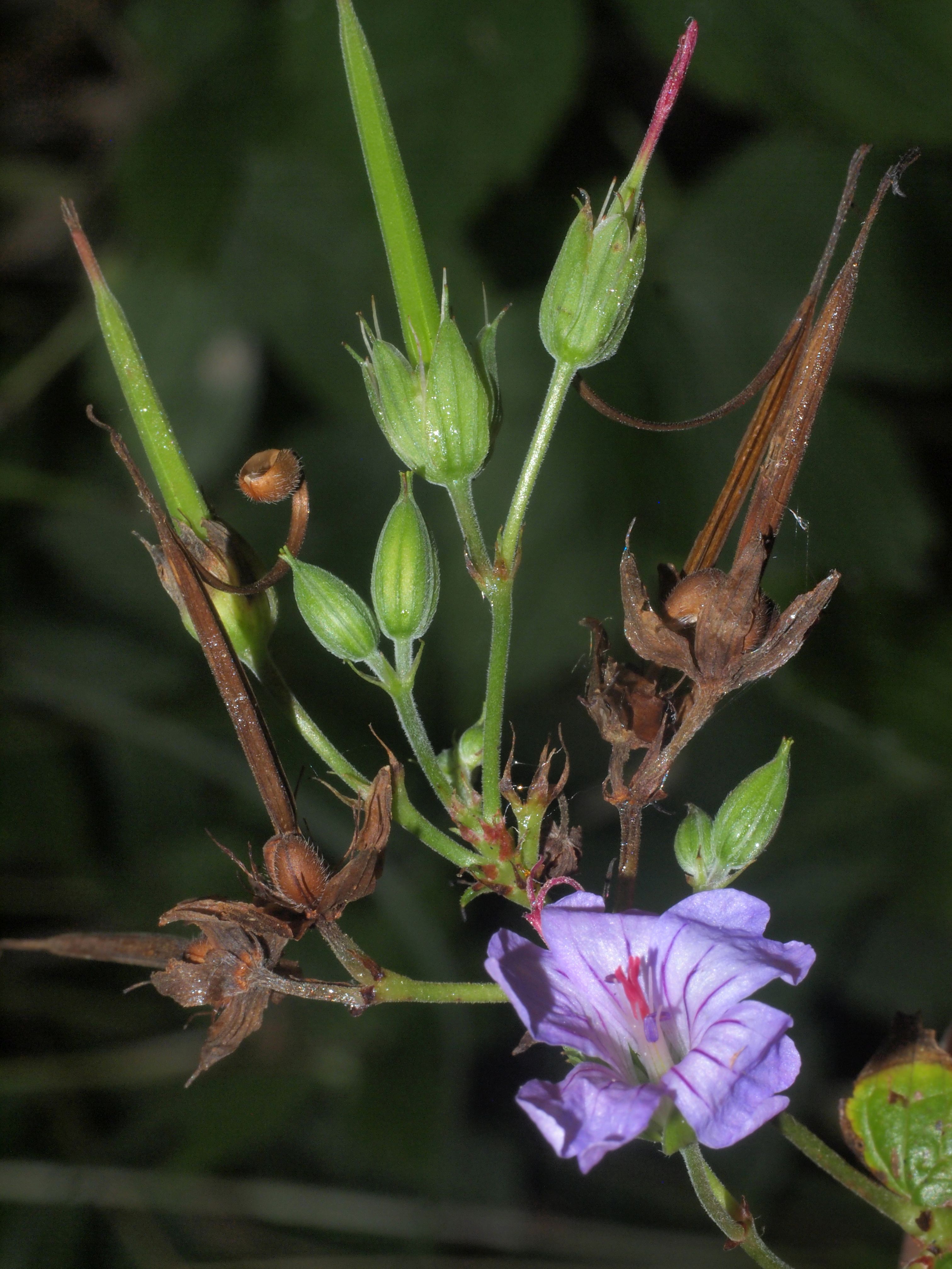 Geranium nodosum (door Harry Holsteijn)