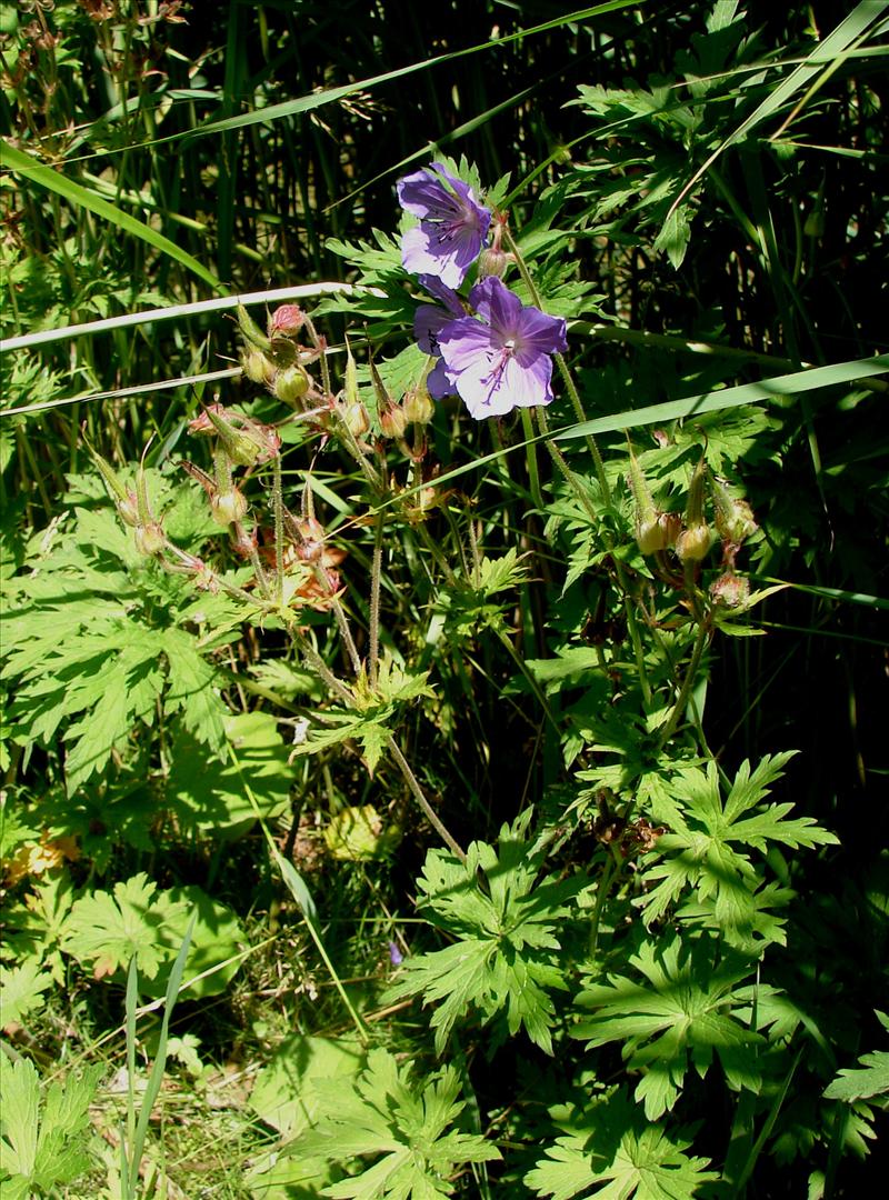 Geranium pratense (door Adrie van Heerden)