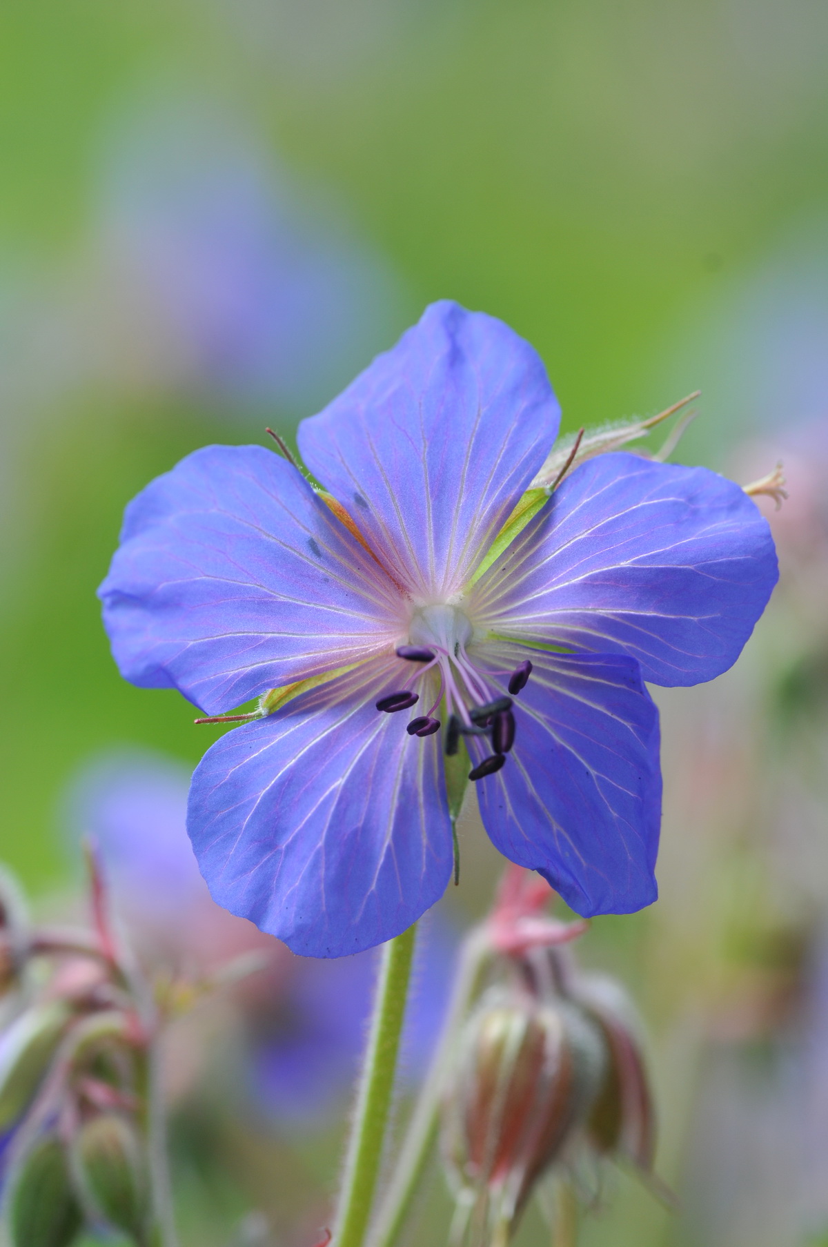 Geranium pratense (door Hans Toetenel)