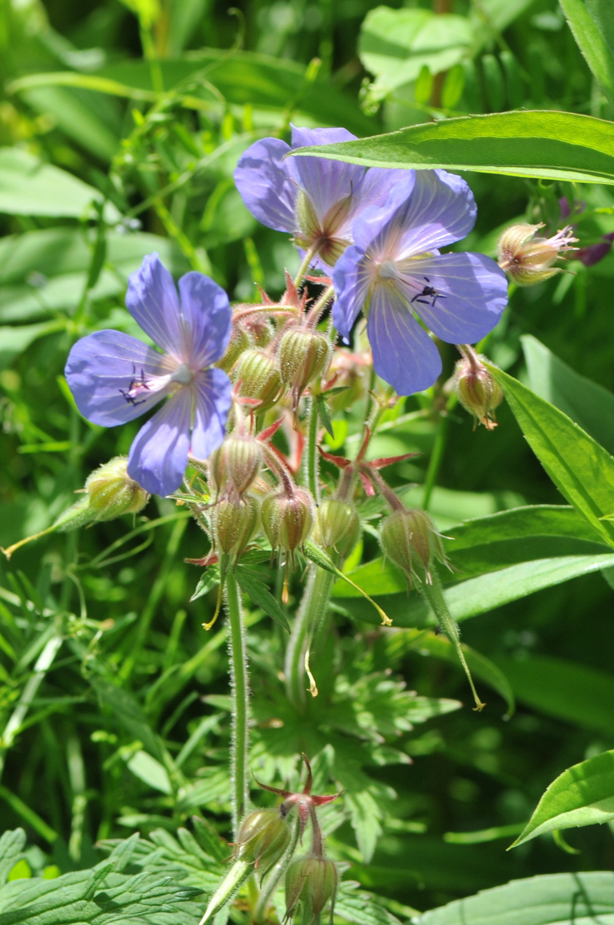 Geranium pratense (door Hans Toetenel)