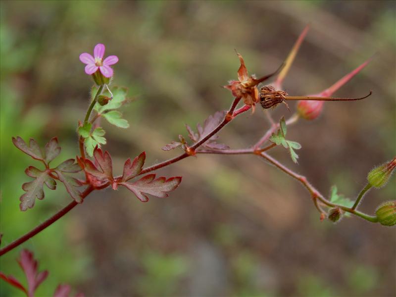 Geranium purpureum (door Adrie van Heerden)