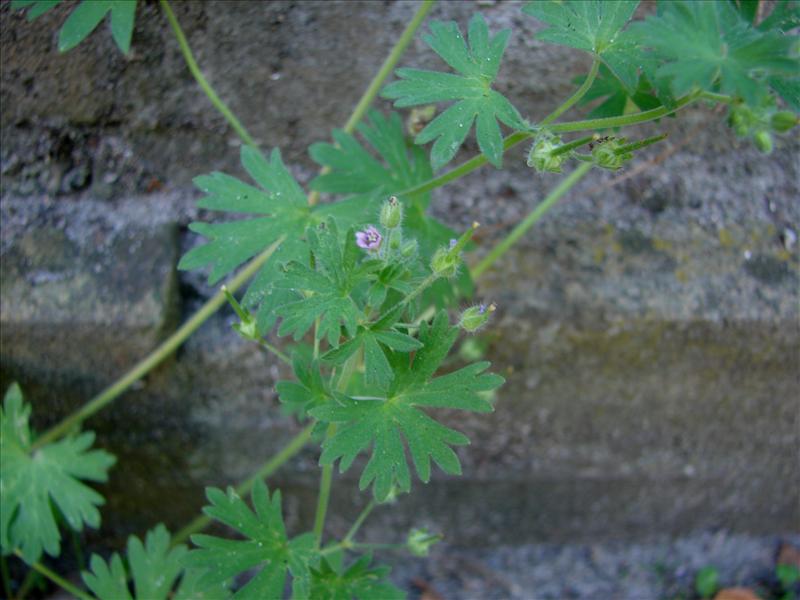 Geranium pusillum (door Adrie van Heerden)