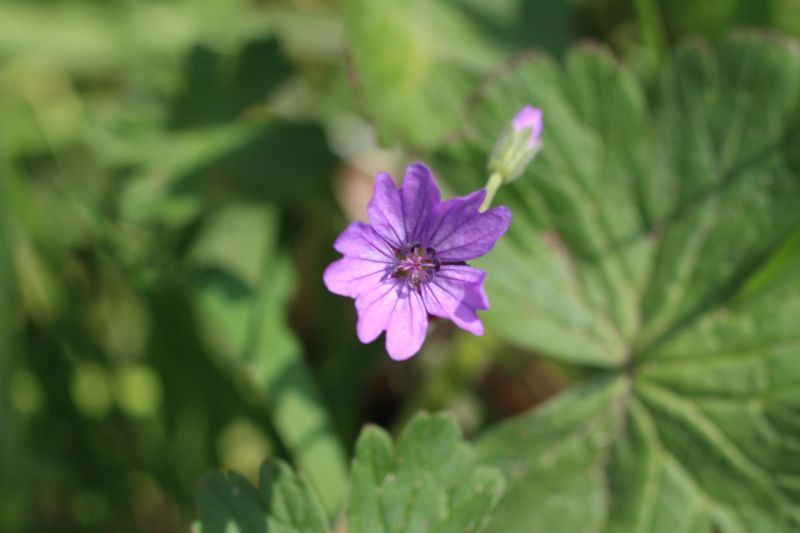 Geranium pyrenaicum (door Pieter Stolwijk)