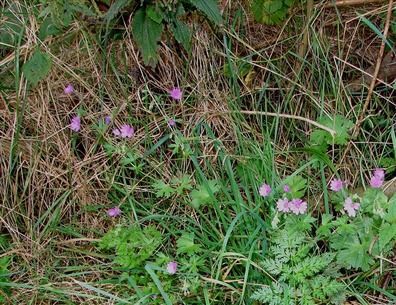 Geranium pyrenaicum (door Adrie van Heerden)