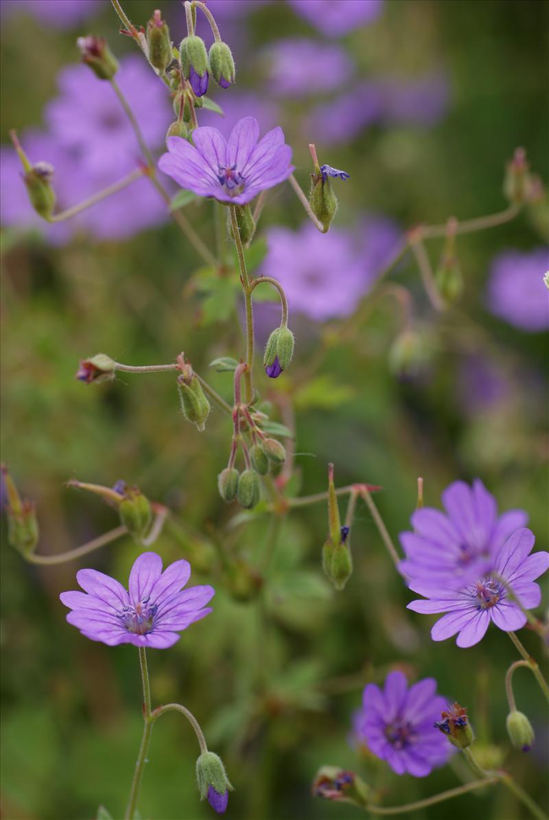 Geranium pyrenaicum (door Adrie van Heerden)