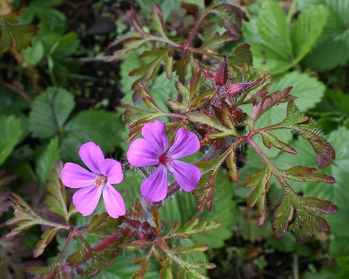 Geranium robertianum (door Ab H. Baas)