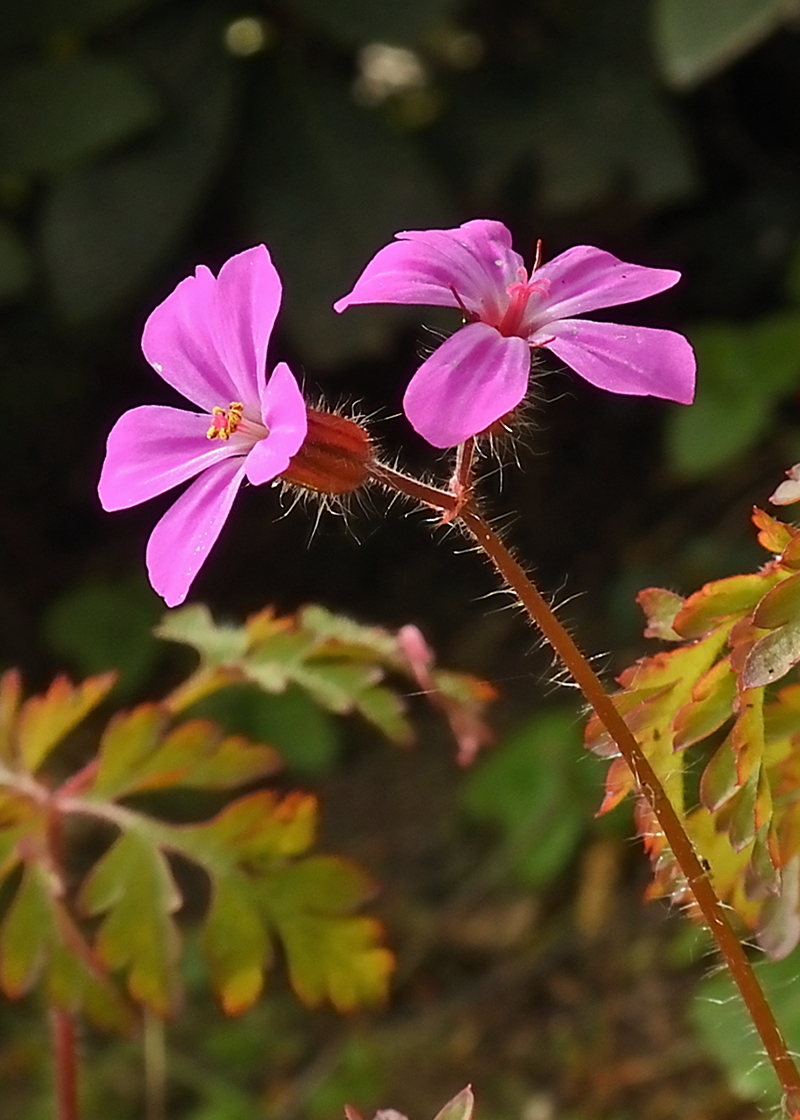 Geranium robertianum (door Ab H. Baas)