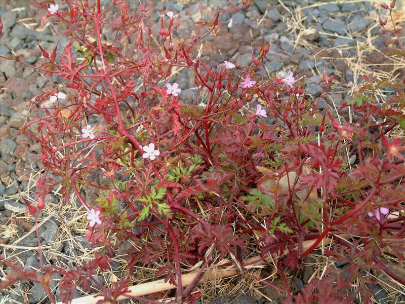 Geranium robertianum (door Adrie van Heerden)