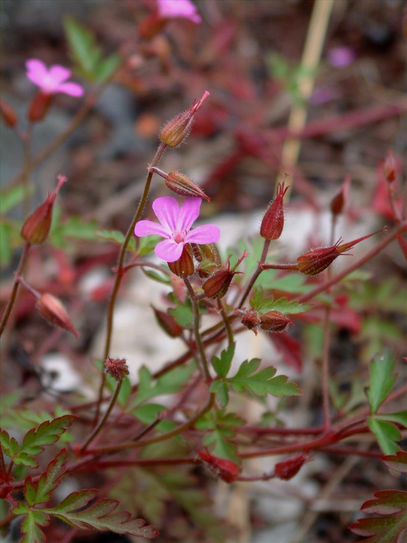 Geranium robertianum (door Adrie van Heerden)