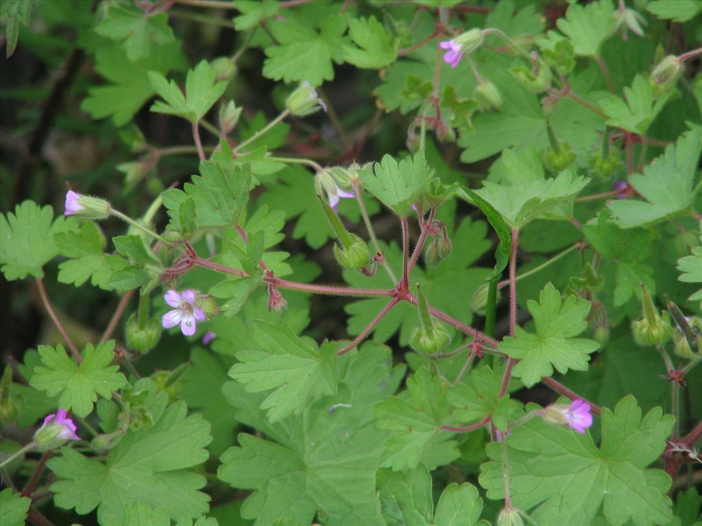 Geranium rotundifolium (door Pieter Stolwijk)