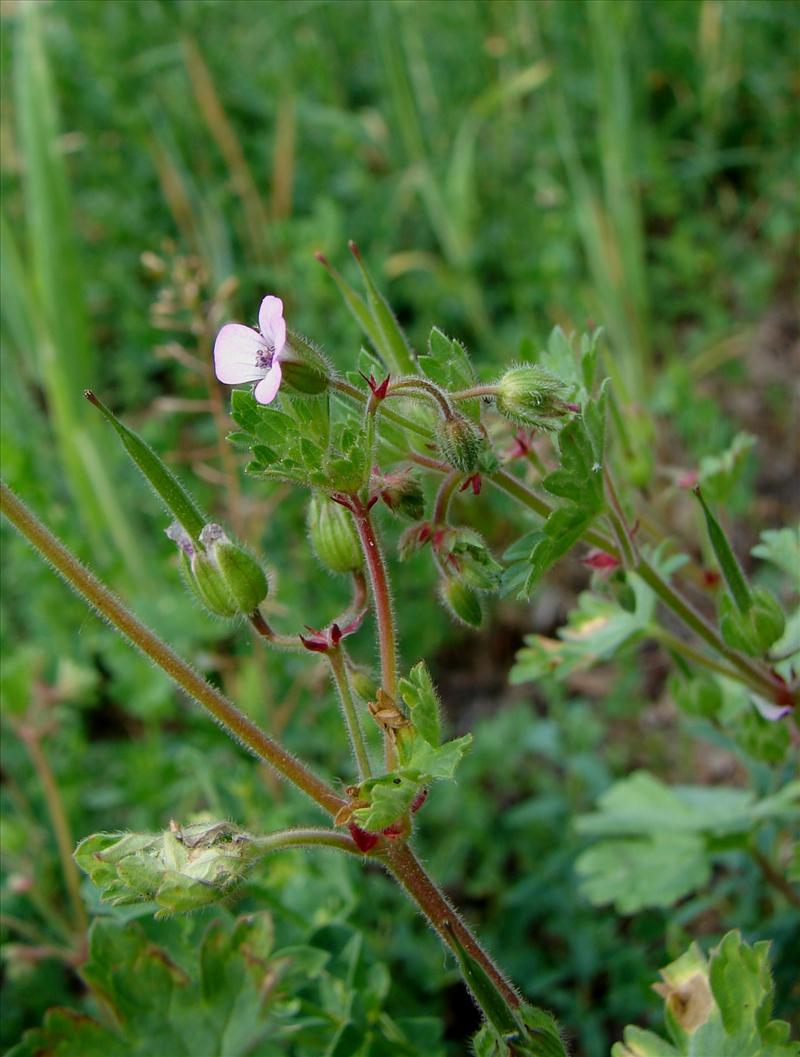 Geranium rotundifolium (door Adrie van Heerden)