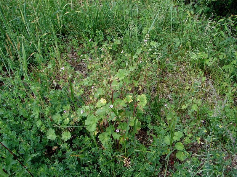 Geranium rotundifolium (door Adrie van Heerden)