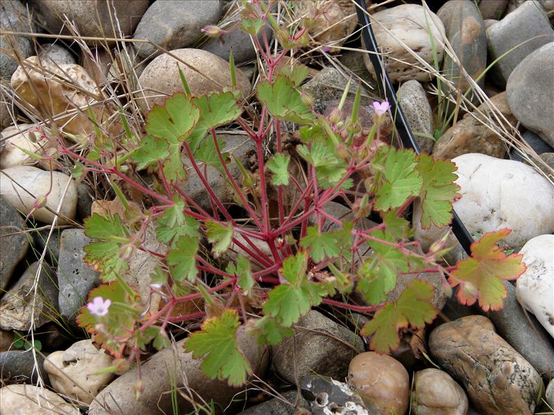 Geranium rotundifolium (door Adrie van Heerden)