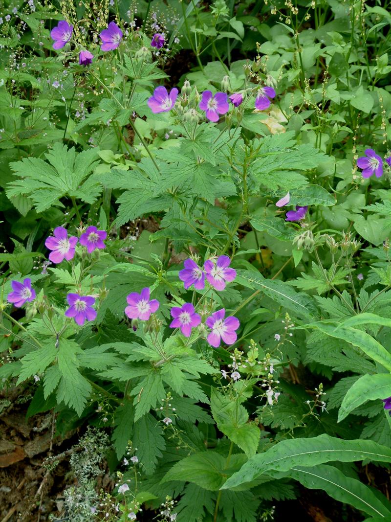 Geranium sylvaticum (door Adrie van Heerden)