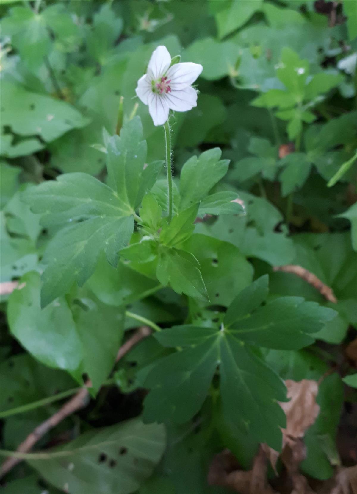 Geranium sibiricum (door Willemien Troelstra)