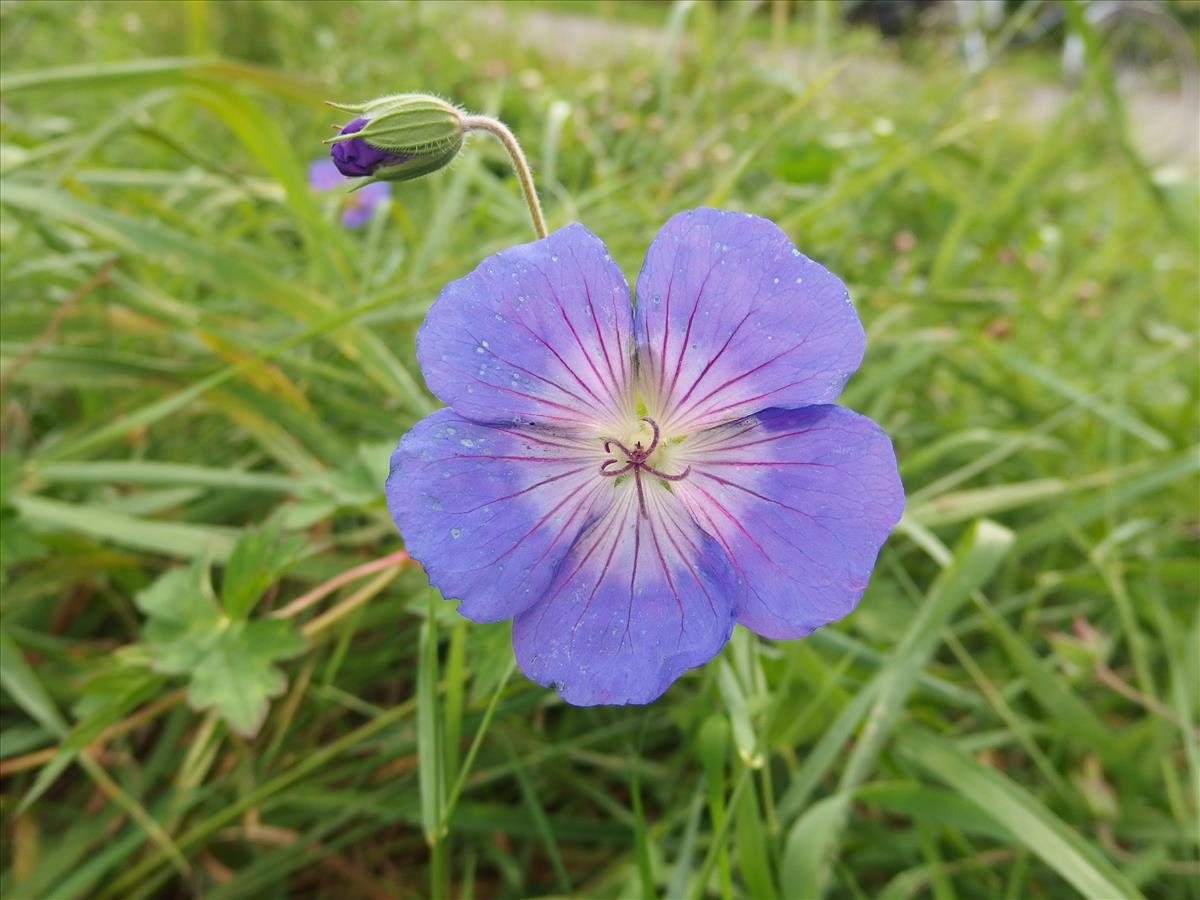 Geranium wallichianum (door Aad van Diemen)