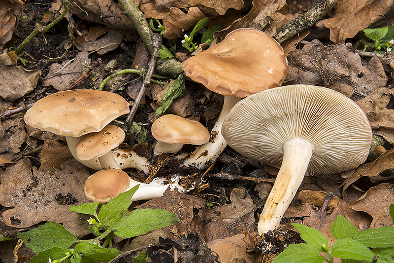 Gerhardtia borealis (door Nico Dam)