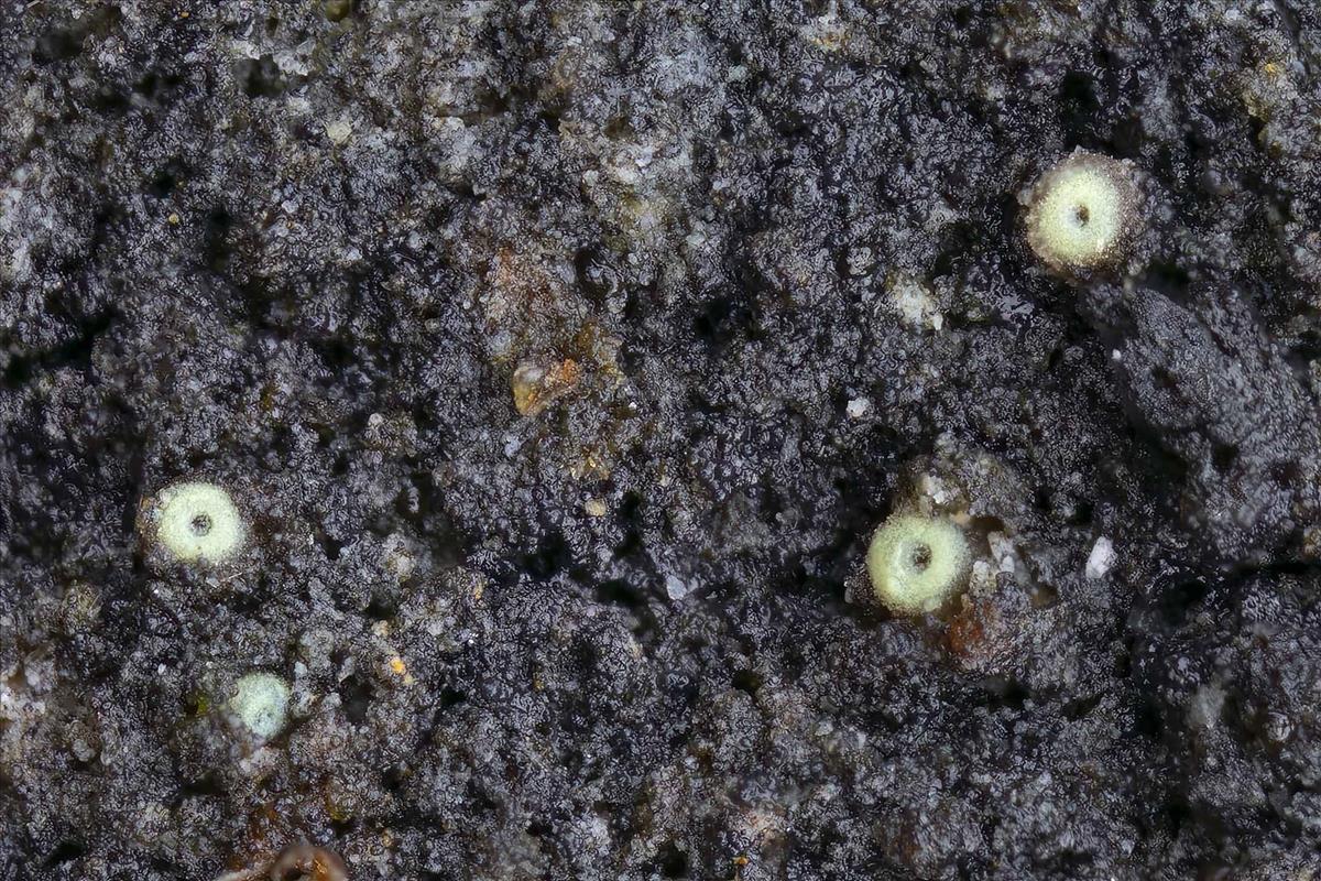 Thelocarpon periphysatum (door Danny Declercq)