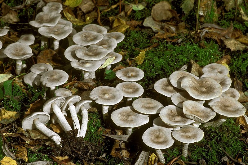 Tricholoma cingulatum (door Henk Huijser)