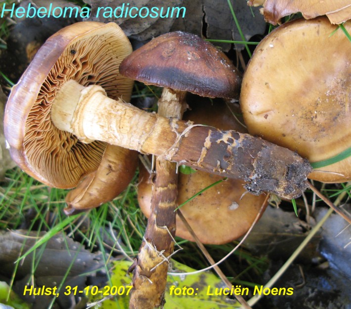 Hebeloma radicosum (door Lucien Noens)
