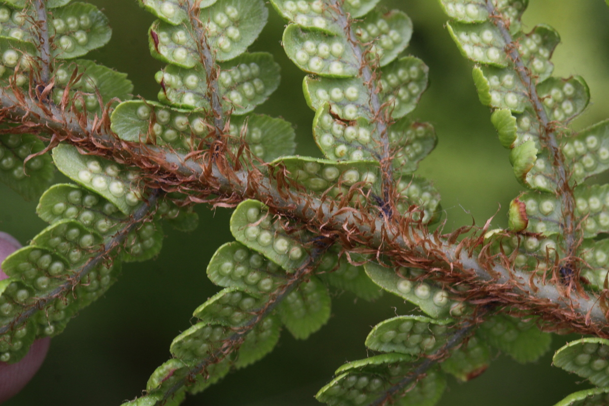 Dryopteris affinis (door Peter Meininger)