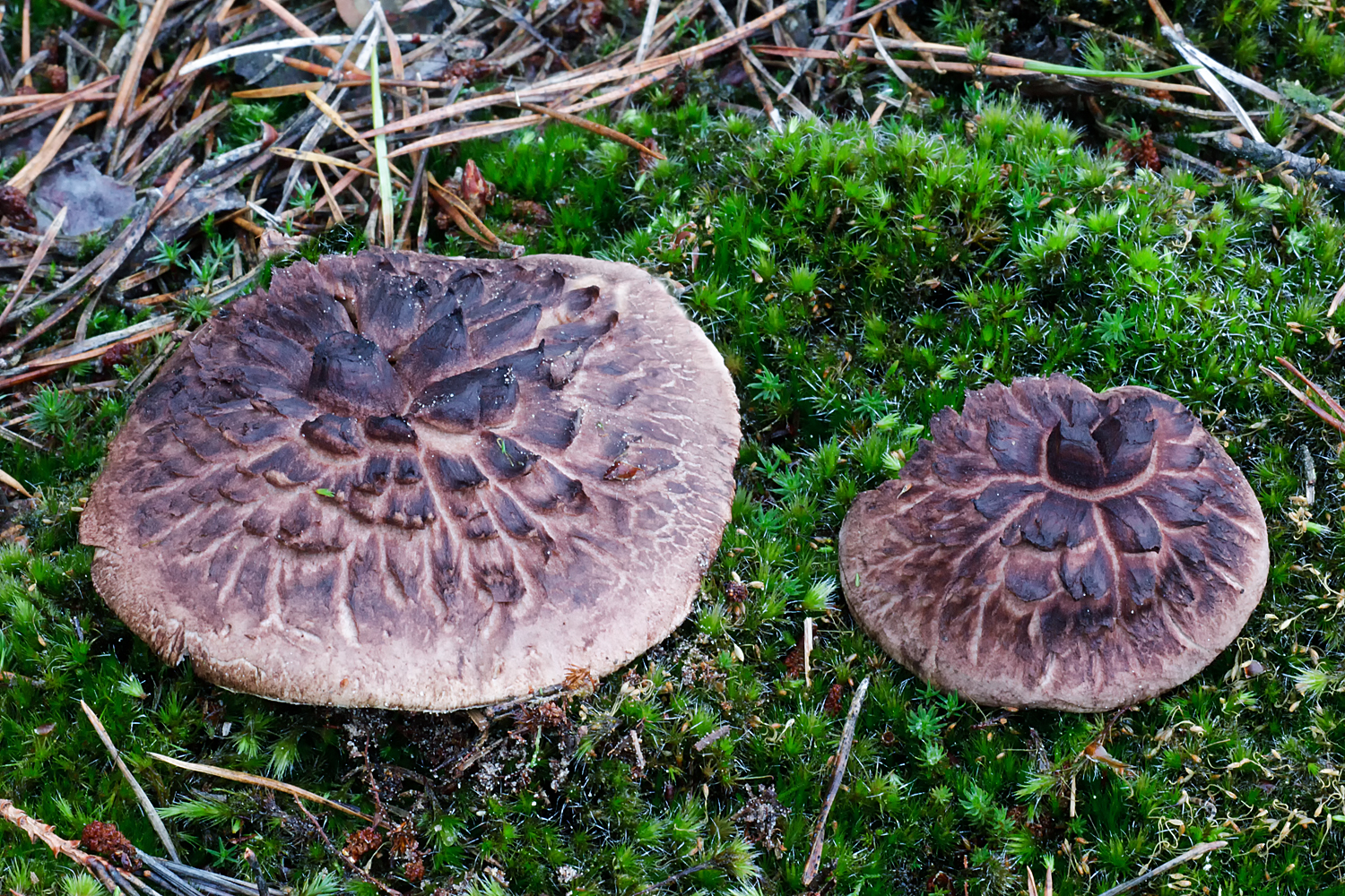 Sarcodon squamosus (door John Breugelmans)