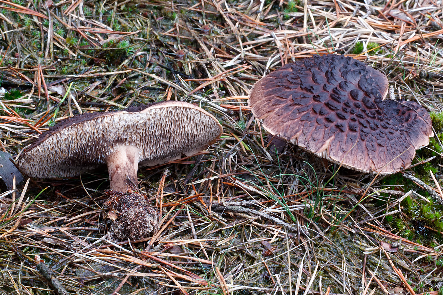 Sarcodon squamosus (door John Breugelmans)