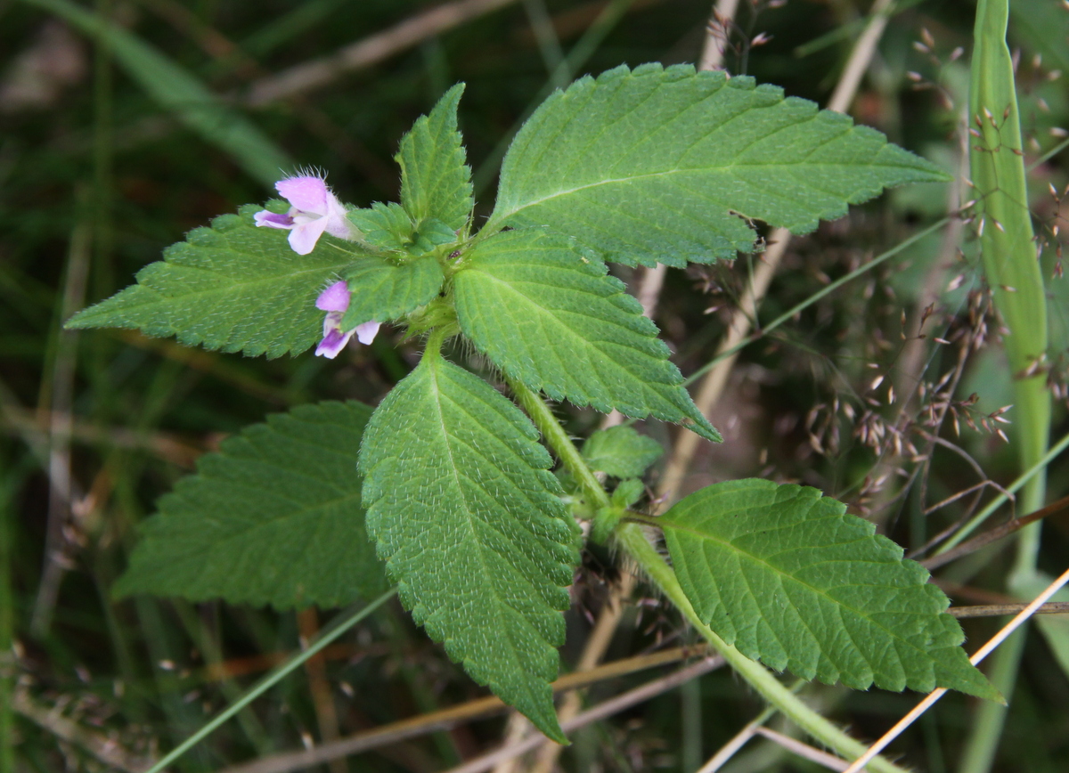 Galeopsis bifida (door Peter Meininger)