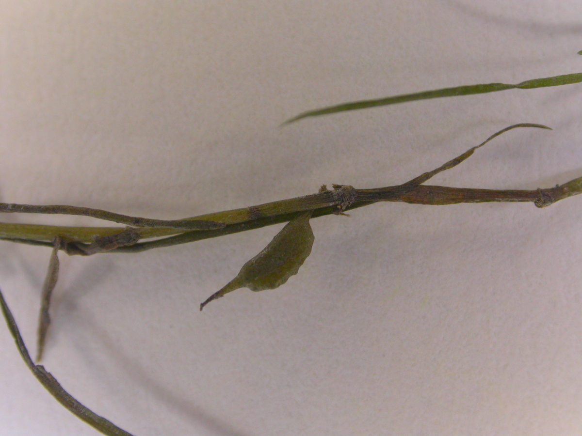 Zannichellia palustris subsp. pedicellata (door Peter Meininger)