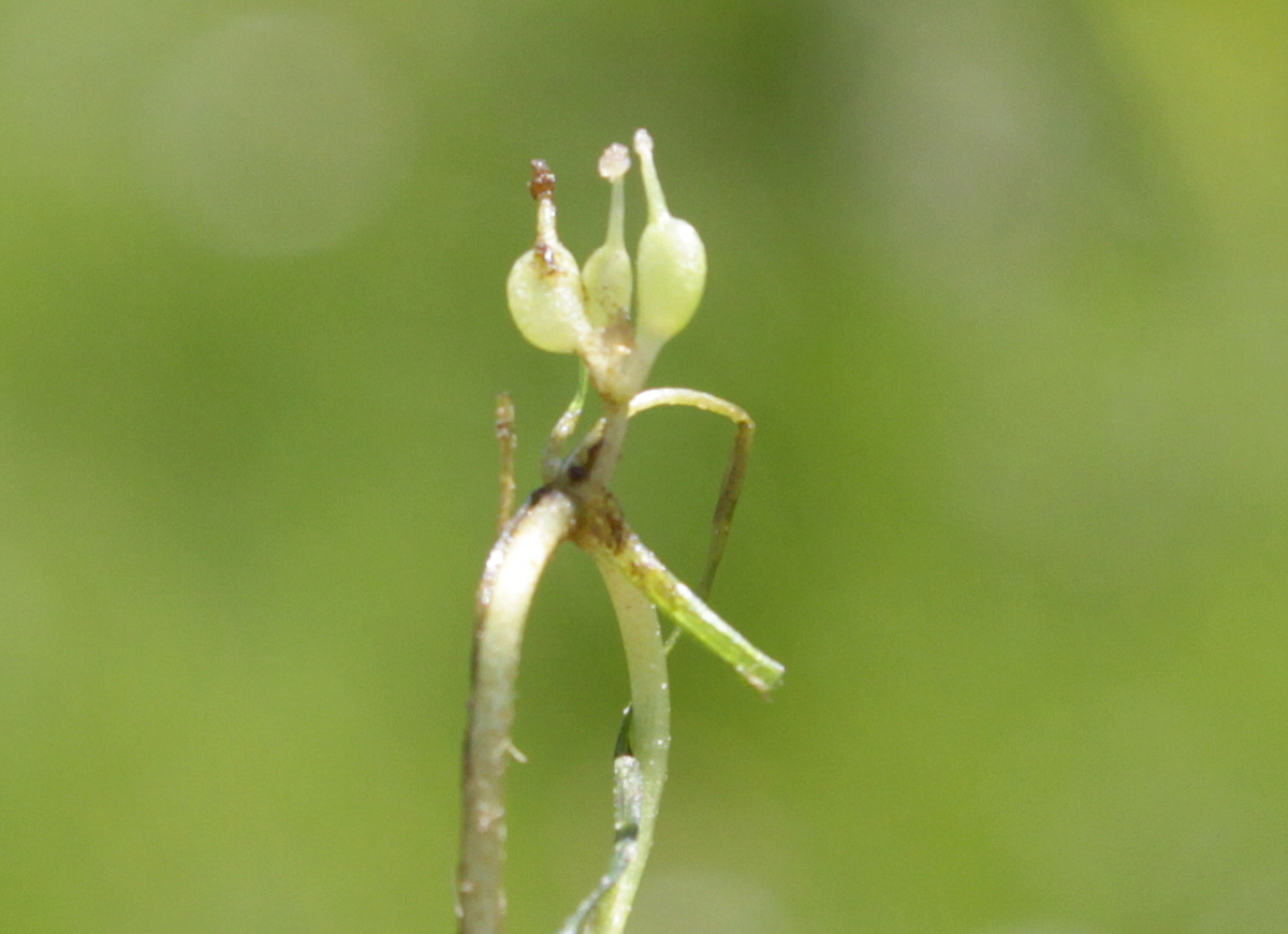 Zannichellia palustris subsp. pedicellata (door Peter Meininger)