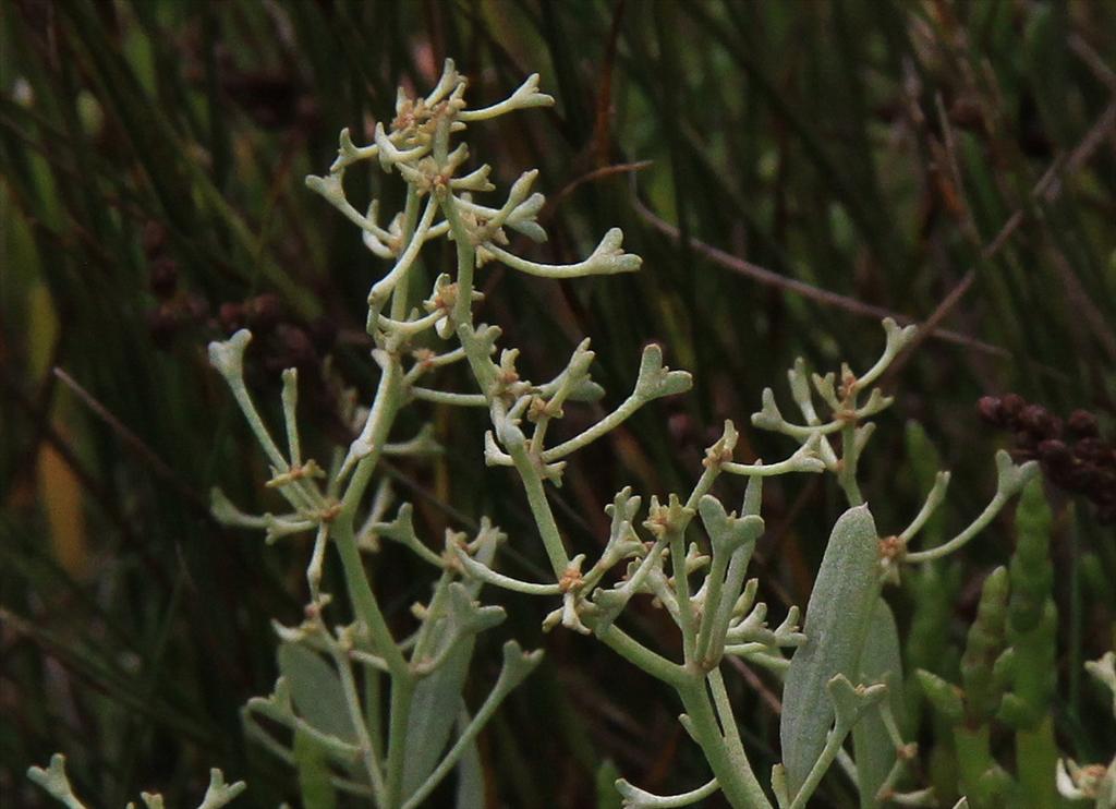 Atriplex pedunculata (door Peter Meininger)