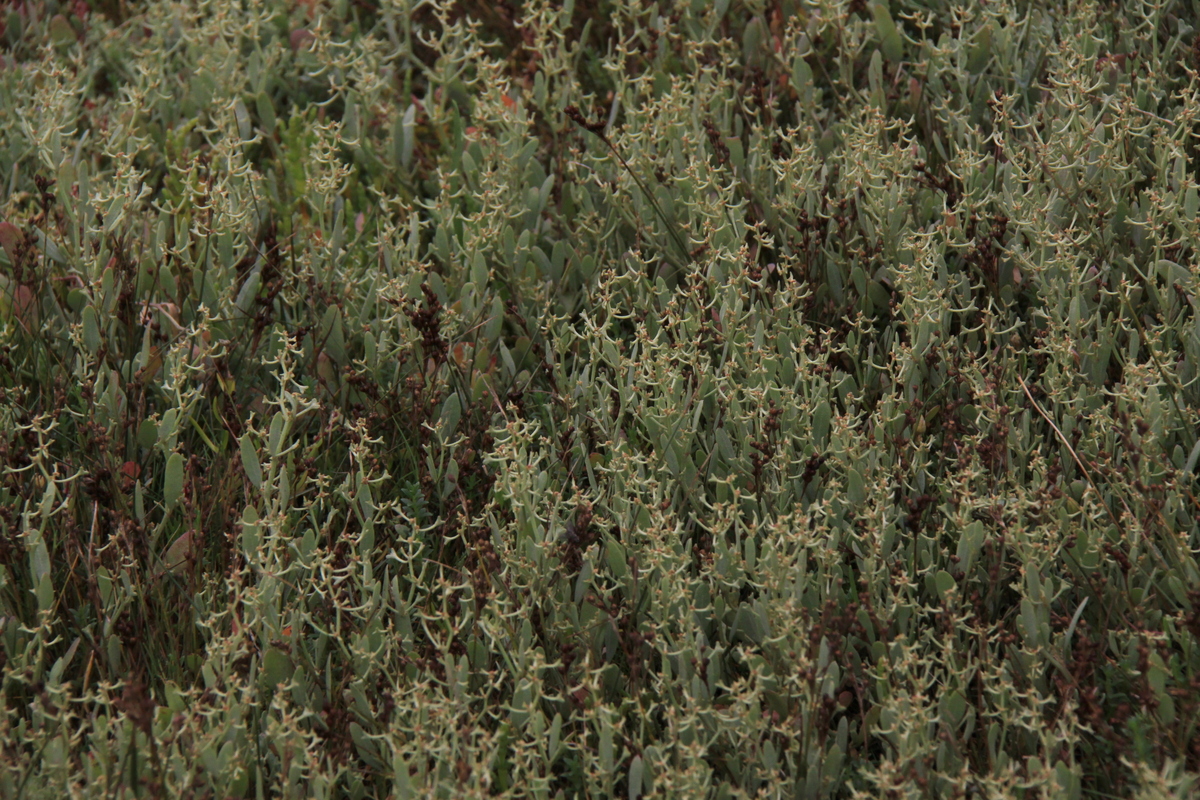 Atriplex pedunculata (door Peter Meininger)
