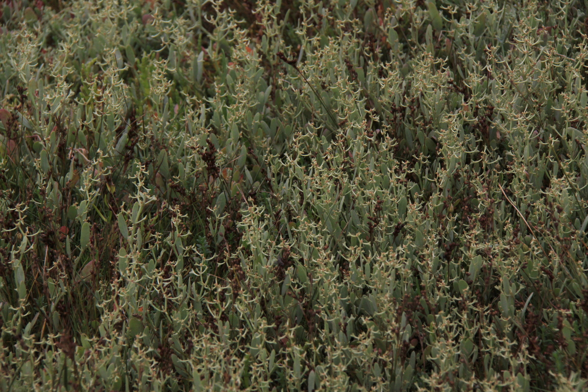 Atriplex pedunculata (door Peter Meininger)