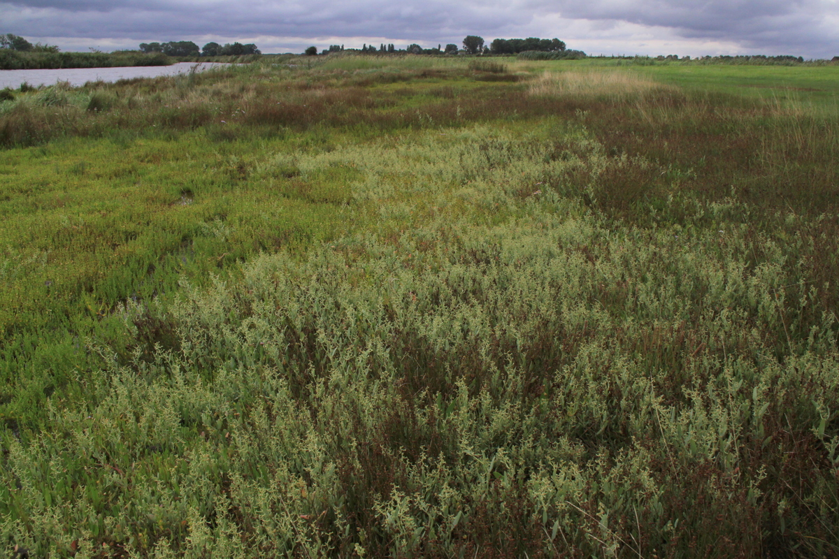 Atriplex pedunculata (door Peter Meininger)