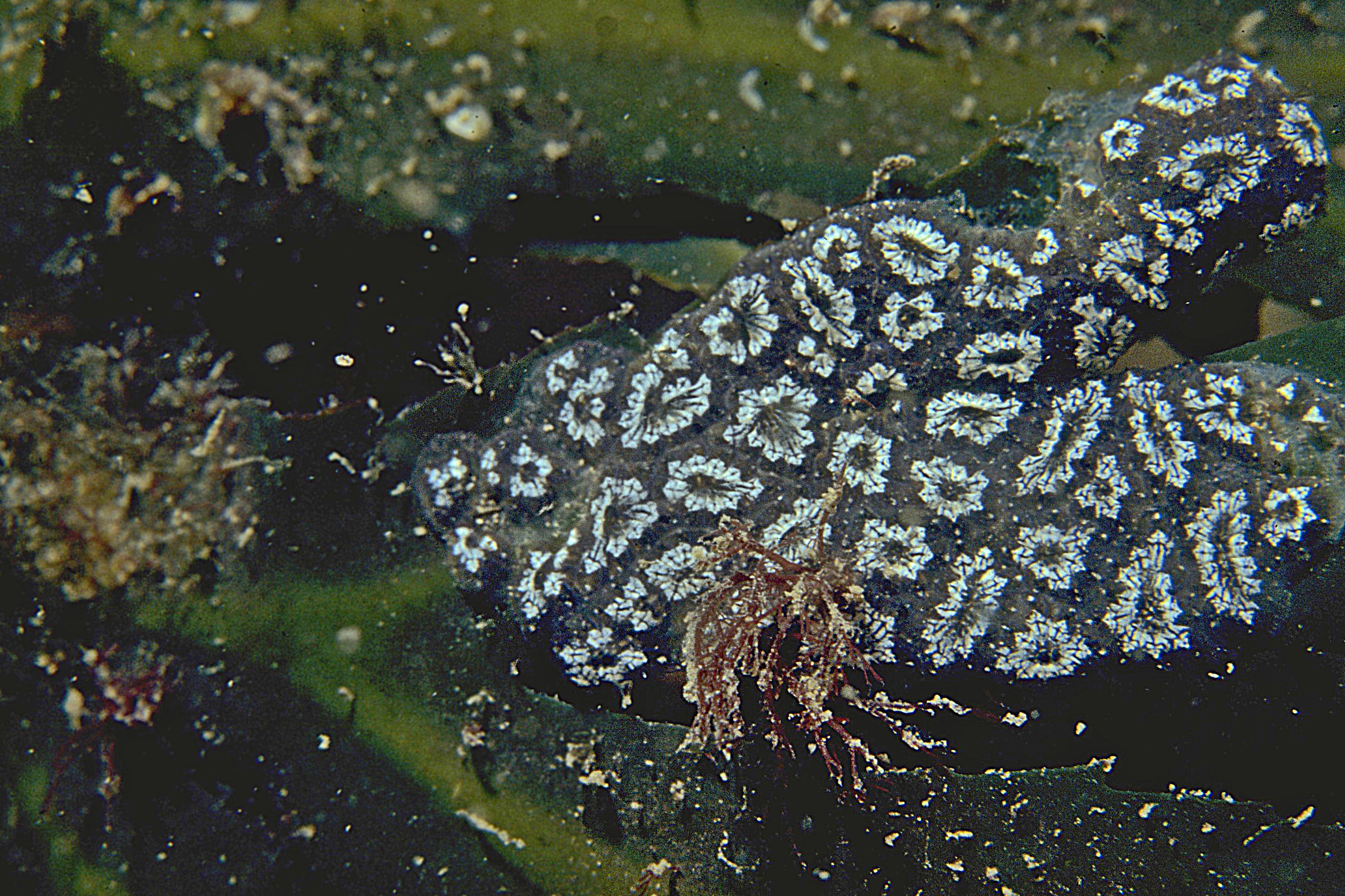 Botryllus schlosseri (door Peter H. van Bragt)