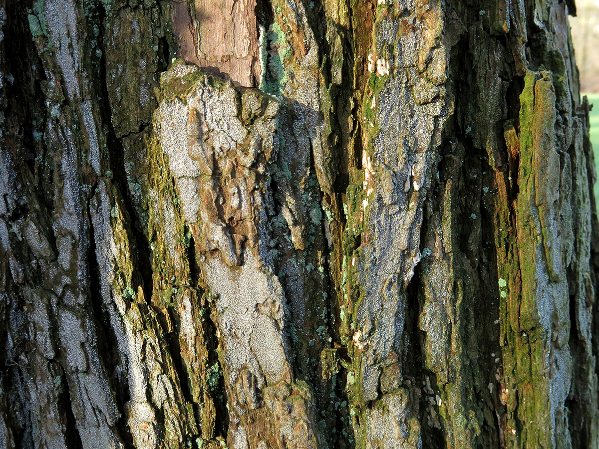 Opegrapha vermicellifera (door Gerwin van de Maat)
