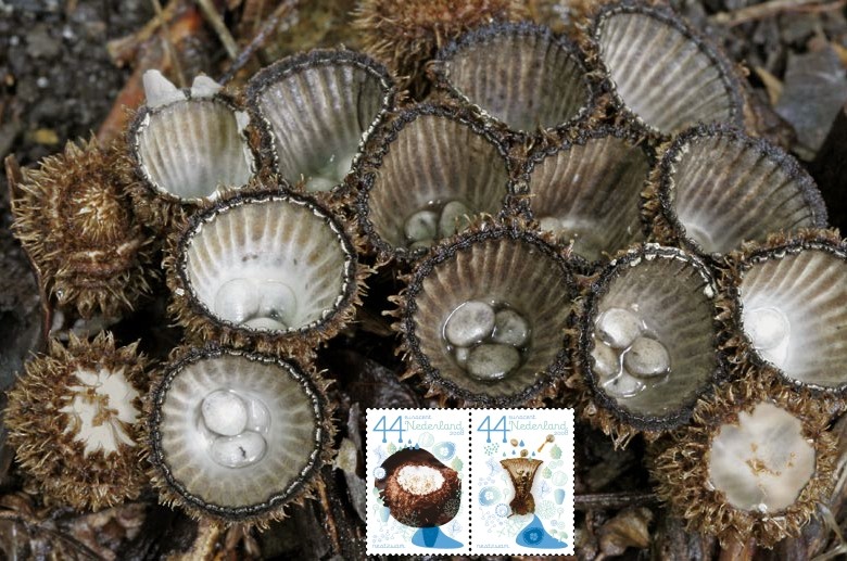 Cyathus striatus (door Gerben Winkel)