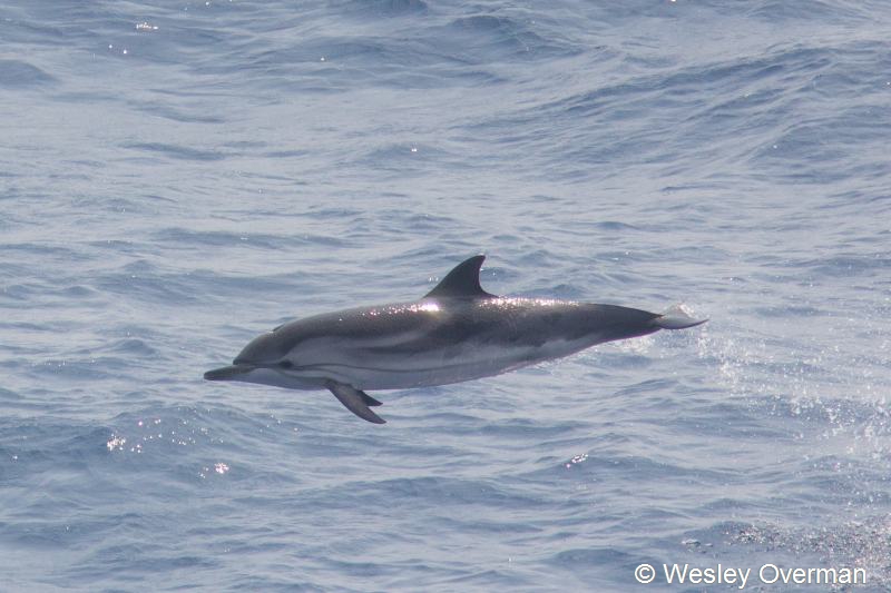 Stenella coeruleoalba (door Wesley Overman)